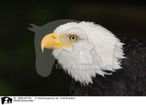 Weikopfseeadler / American eagle / DMS-04750