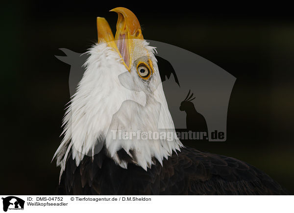 Weikopfseeadler / American eagle / DMS-04752