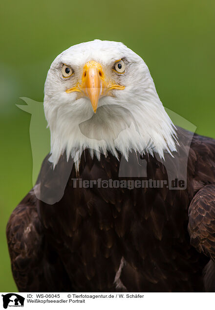 Weikopfseeadler Portrait / WS-06045