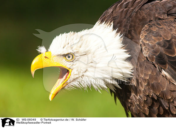Weikopfseeadler Portrait / American eagle portrait / WS-06049