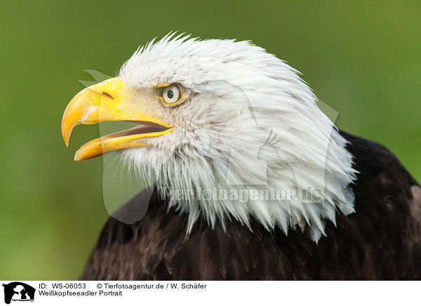 Weikopfseeadler Portrait / WS-06053