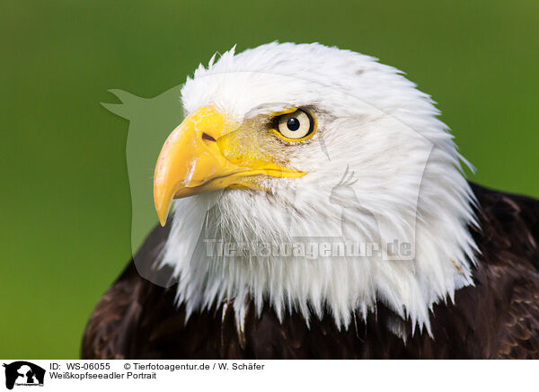 Weikopfseeadler Portrait / WS-06055