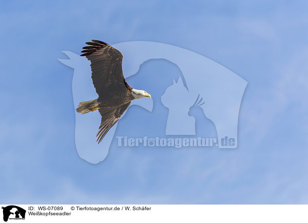 Weikopfseeadler / American eagle / WS-07089