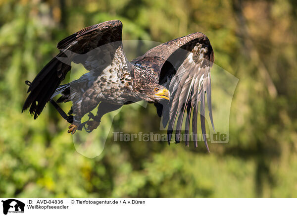 Weikopfseeadler / AVD-04836