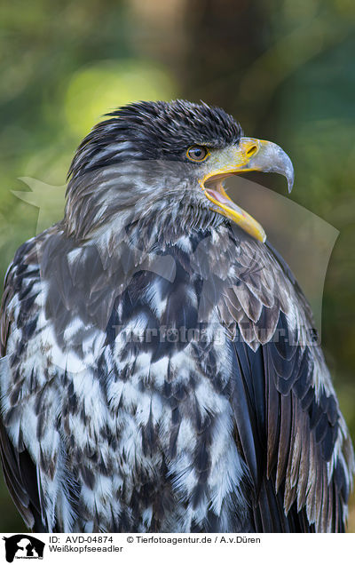 Weikopfseeadler / American eagle / AVD-04874