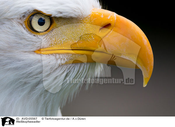 Weikopfseeadler / American bald eagle / AVD-05567