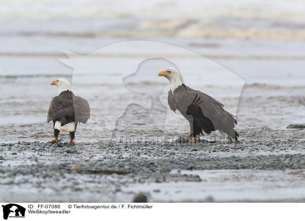 Weikopfseeadler / American eagles / FF-07086