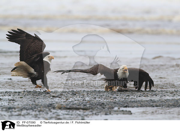 Weikopfseeadler / American eagles / FF-07090