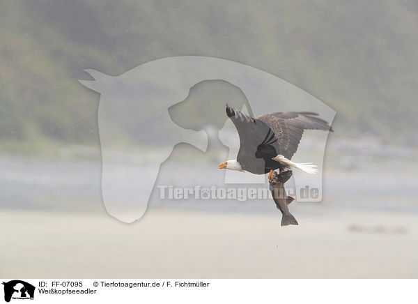 Weikopfseeadler / American eagle / FF-07095