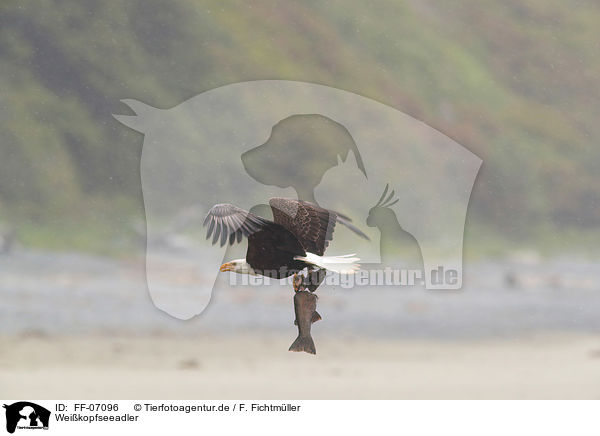 Weikopfseeadler / FF-07096