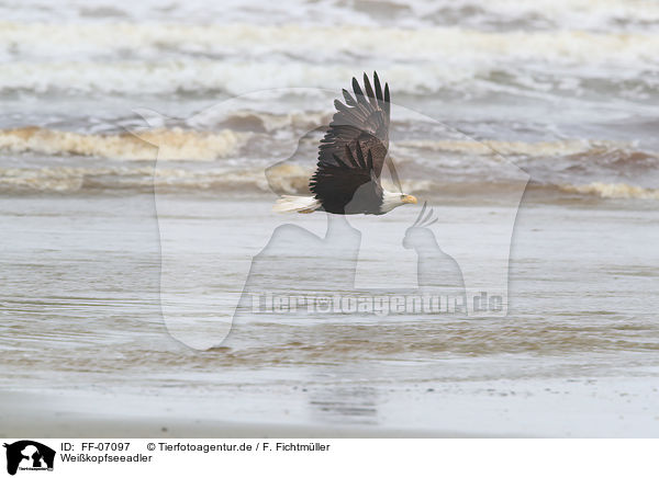 Weikopfseeadler / American eagle / FF-07097