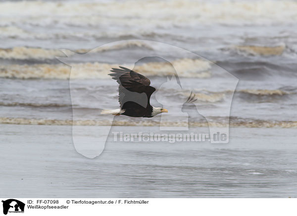 Weikopfseeadler / FF-07098