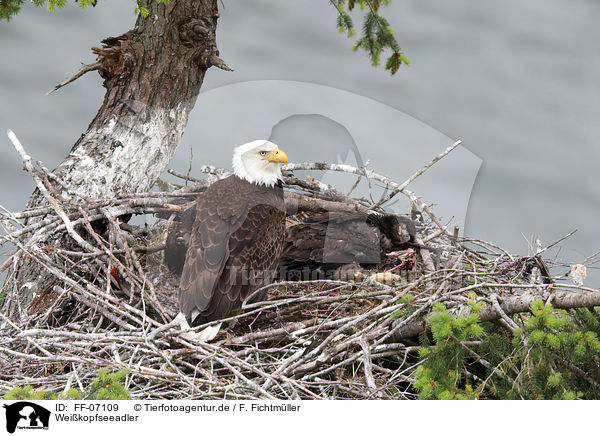 Weikopfseeadler / FF-07109