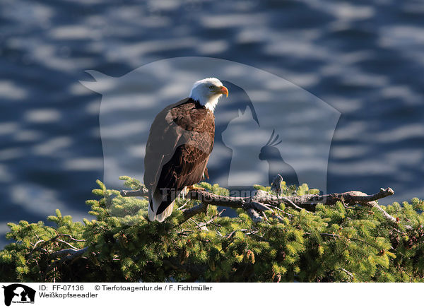 Weikopfseeadler / American eagle / FF-07136