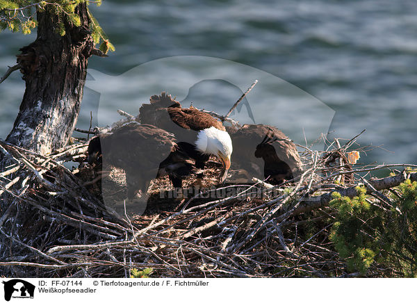 Weikopfseeadler / American eagles / FF-07144