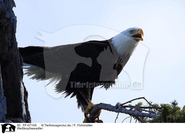 Weikopfseeadler / American eagle / FF-07145