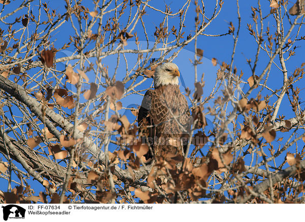 Weikopfseeadler / FF-07634