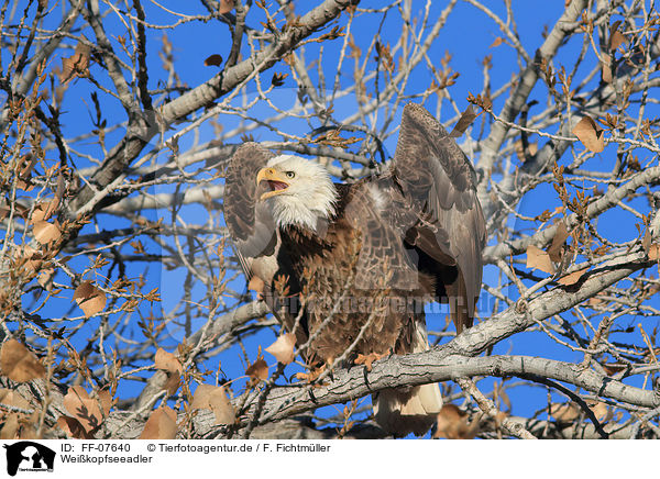 Weikopfseeadler / American bald eagle / FF-07640