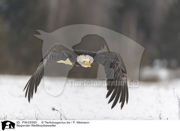 fliegender Weikopfseeadler / PW-05565