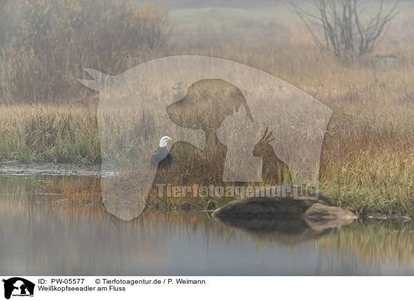 Weikopfseeadler am Fluss / PW-05577