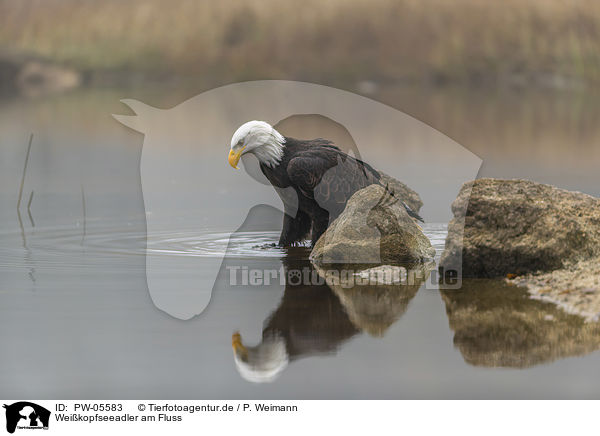 Wei�kopfseeadler am Fluss / Bald eagle at the river / PW-05583