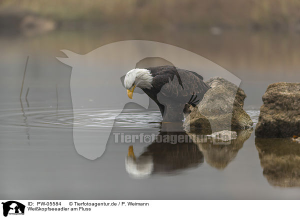 Weikopfseeadler am Fluss / PW-05584