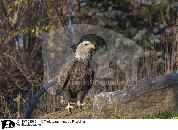 Weikopfseeadler / Bald Eagle / PW-08569