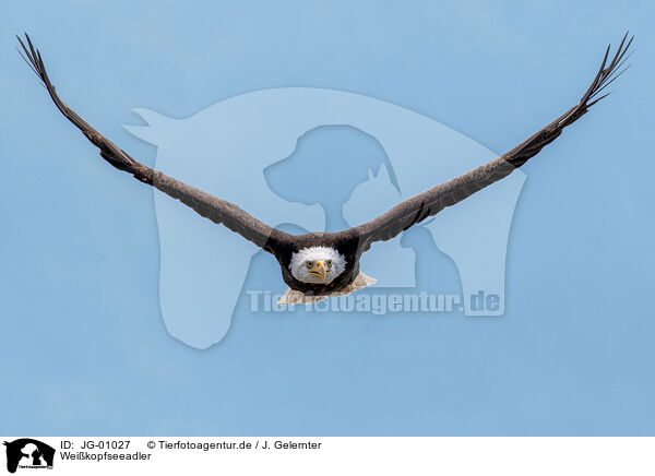 Weikopfseeadler / JG-01027