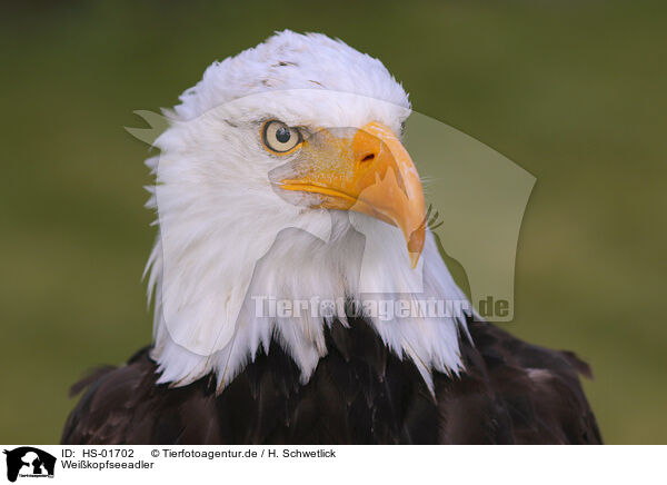 Weikopfseeadler / American bald eagle / HS-01702