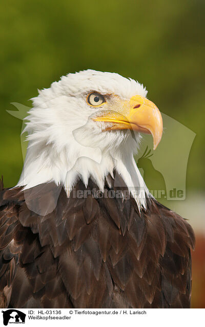 Weikopfseeadler / American bald eagle / HL-03136