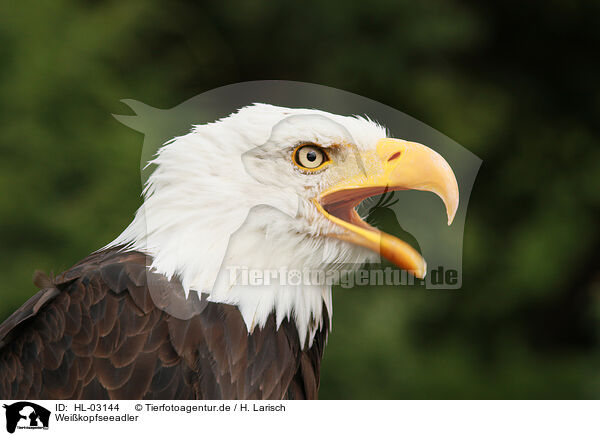 Weikopfseeadler / American bald eagle / HL-03144