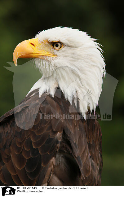 Weikopfseeadler / HL-03149