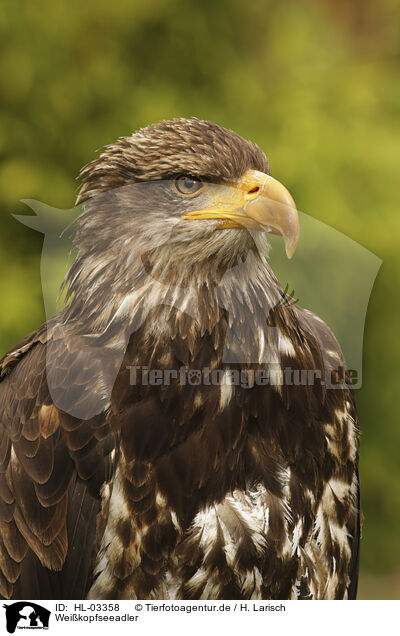 Weikopfseeadler / HL-03358