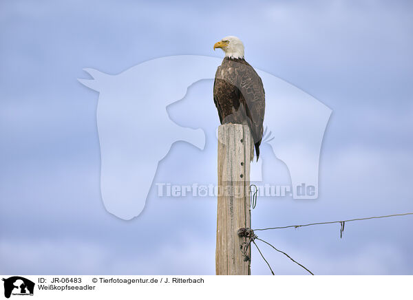 Weikopfseeadler / American bald eagle / JR-06483