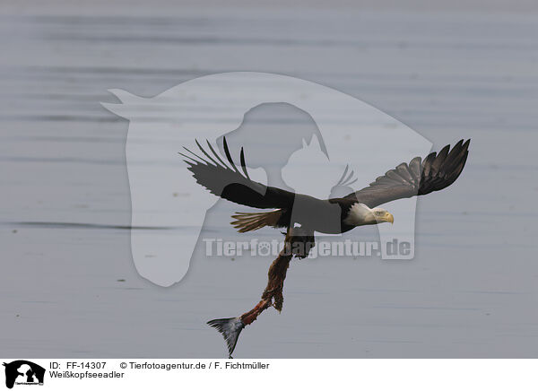 Weikopfseeadler / American bald eagle / FF-14307