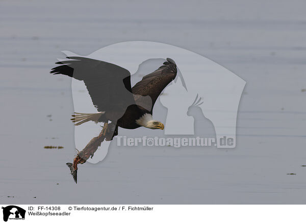 Weikopfseeadler / American bald eagle / FF-14308