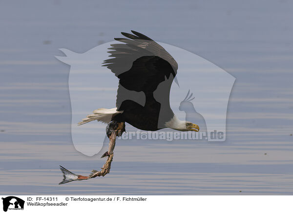 Weikopfseeadler / American bald eagle / FF-14311