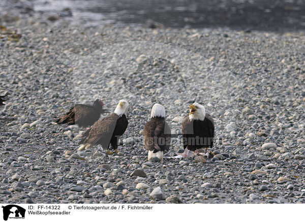 Weikopfseeadler / American bald eagles / FF-14322