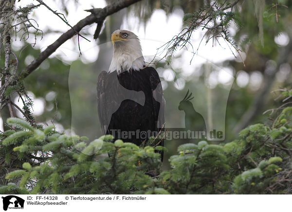 Weikopfseeadler / American bald eagle / FF-14328
