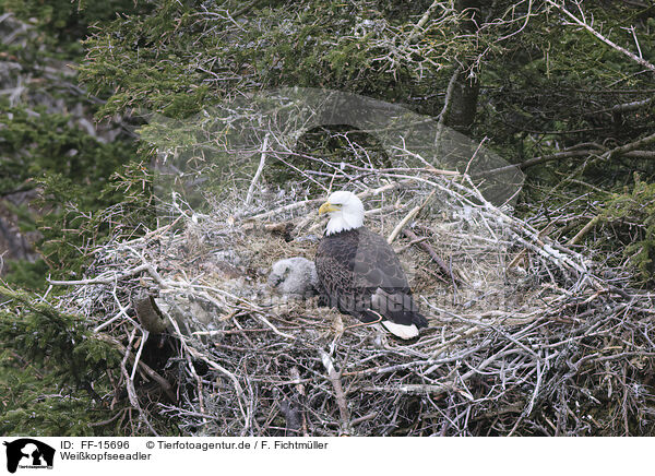 Weikopfseeadler / American bald / FF-15696