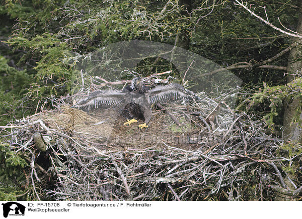 Weikopfseeadler / American bald / FF-15708