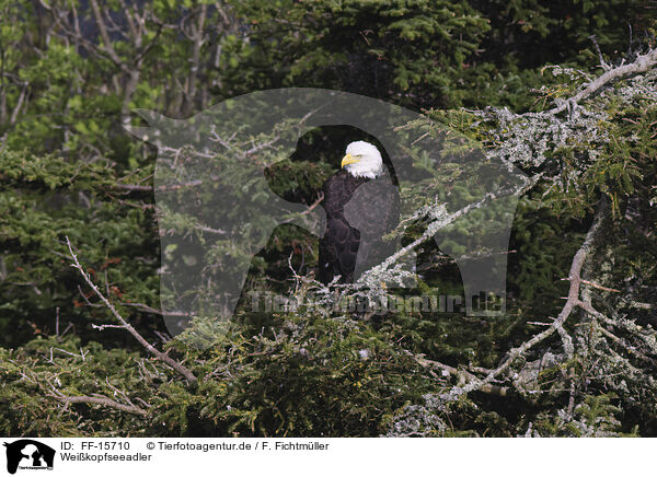 Weikopfseeadler / American bald / FF-15710