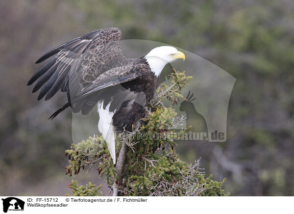 Weikopfseeadler / FF-15712