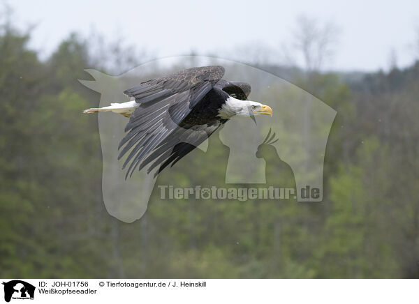 Weikopfseeadler / american eagle / JOH-01756