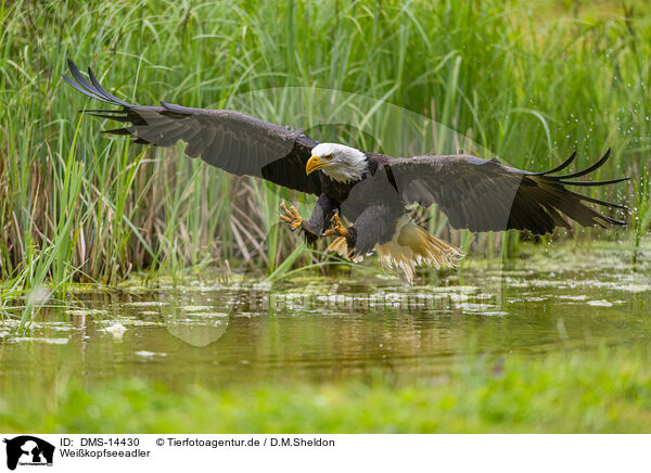 Weikopfseeadler / DMS-14430