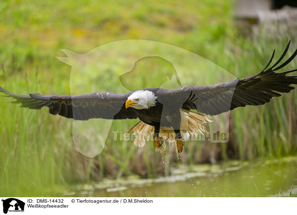 Weikopfseeadler / DMS-14432