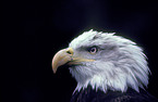 Weikopfseeadler im Portrait