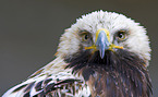 Weikopfseeadler