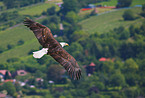 fliegender Weikopfseeadler