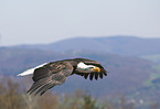 fliegender Weikopfseeadler